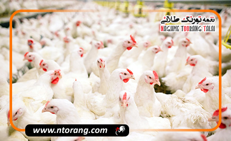 بهترین راهکارها برای کنترل مگس در مرغداری